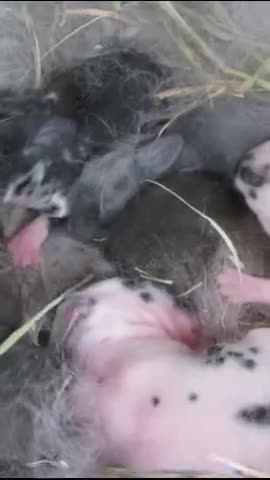 What is Nesting? Clove's 1st Litter #rabbits #babyanimals #nature w/ 528 Hz Tuning #frequencyhealing #peace #528hz