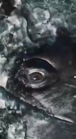 Amazing Video From Brave Photographer | Whale Eye 🐋