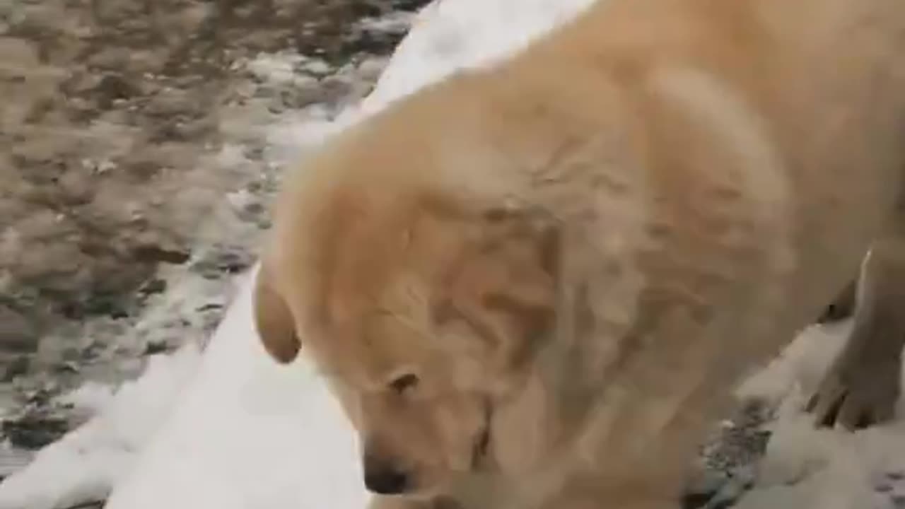 Dogs in the snow. I always had to shovel a path for my dogs. *swearing*