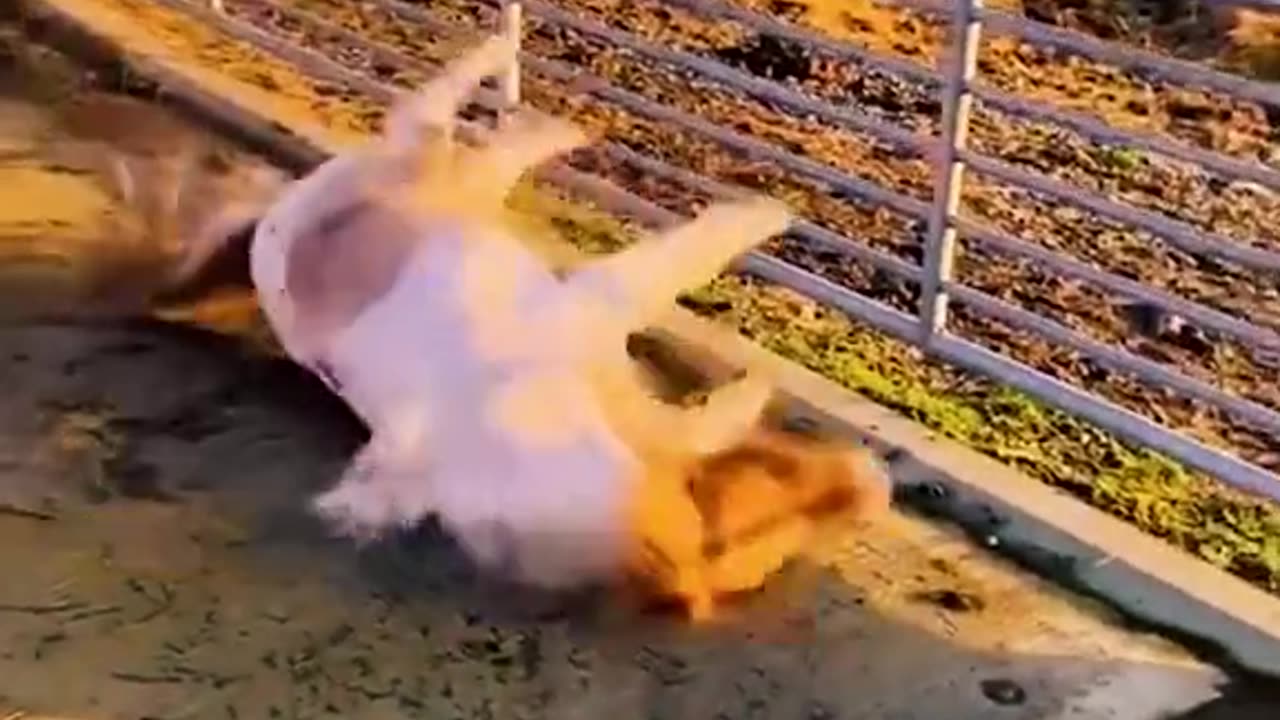 Funniest Animals 2023 😂 Funny Cats and Dogs 🐱🐶 | Funny Animal Videos 2023