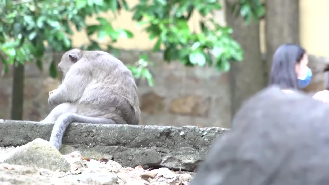 Monkeys Being Familiar With Living Beside Human Society 13 | Viral Monkey