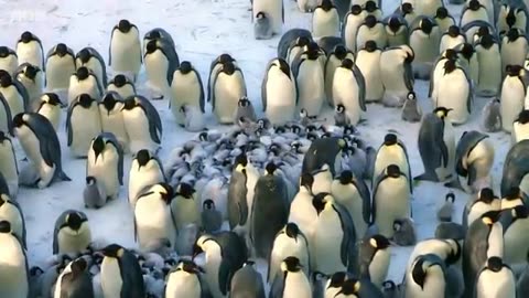 Baby Penguin Dodges Predators | Snow Chick: A Penguin's Tale | BBC Earth