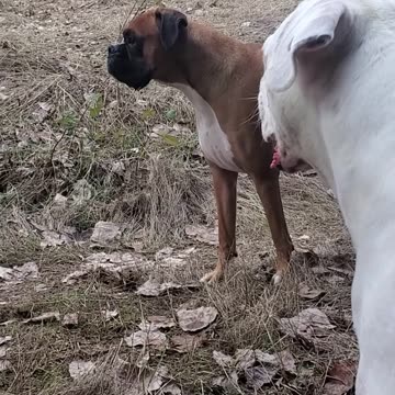 Harvey and Clyde playing.