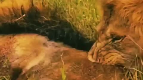 Wild animal hunting