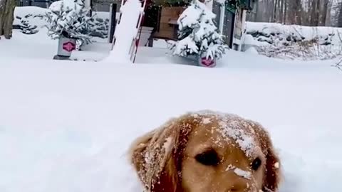 Who’s as excited as Bennie is for the first snowfall tonight!