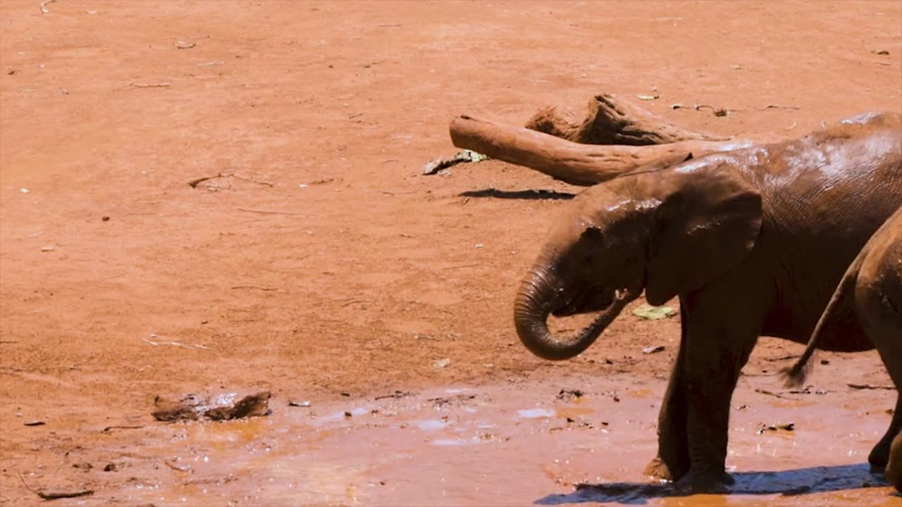 Baby elephants having fun