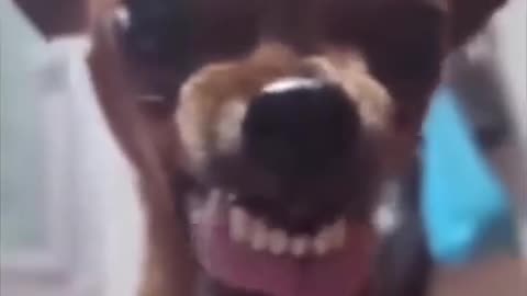 Laughing Dog