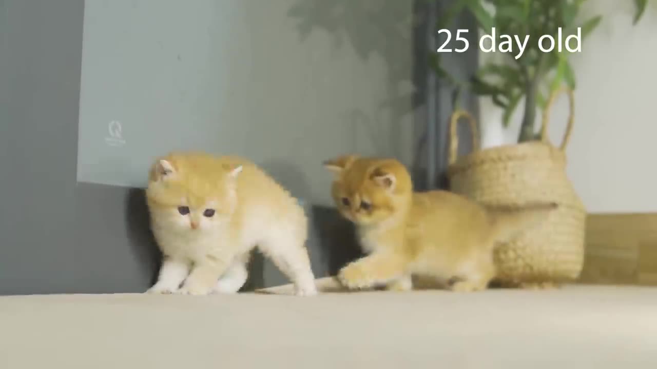 How kitten Pudding grow up_ from 0 to 12 months #kittens