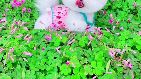 cute animal