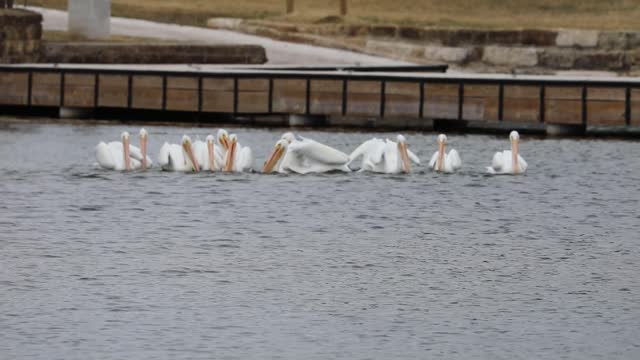 Inks Lake Pelicans