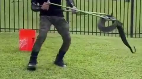 How to catch a snake