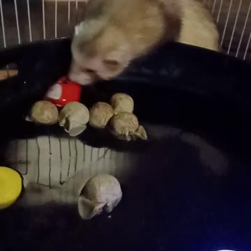 Ferret Water party!