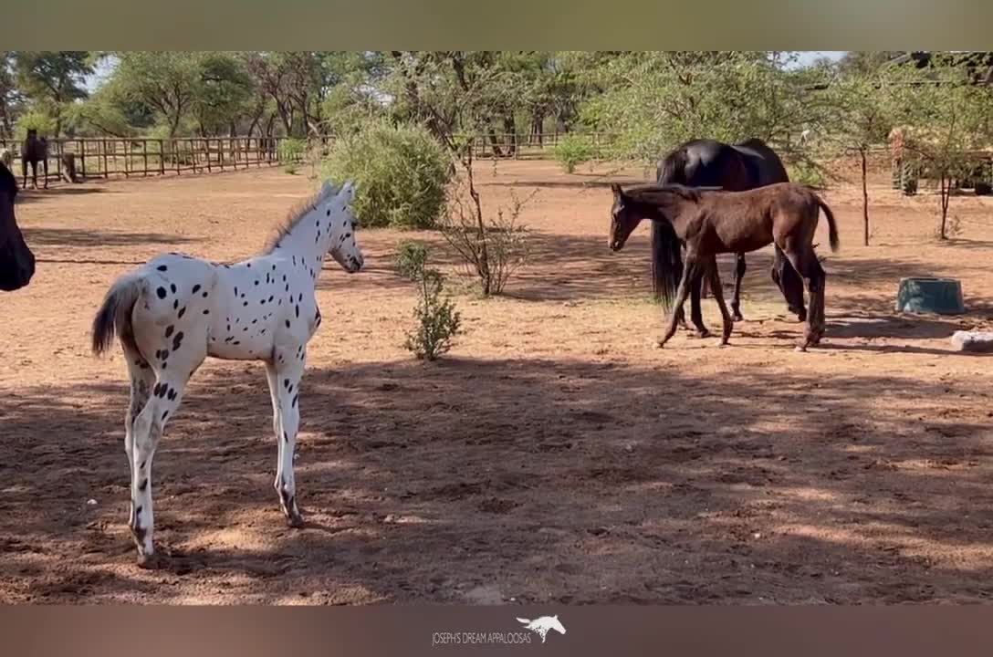 Playful horses at osbourne ranch