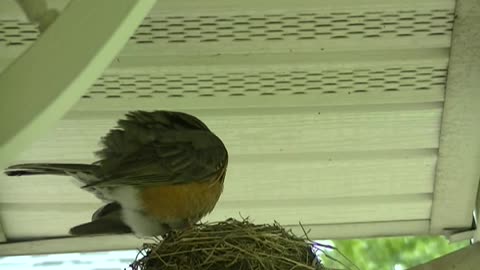Robin Red Breast feeding babies