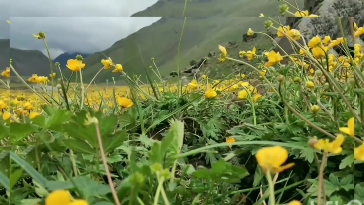 Funniest Animals 2023 - Funny Cats and Dogs | Funny Animal Videos 2023