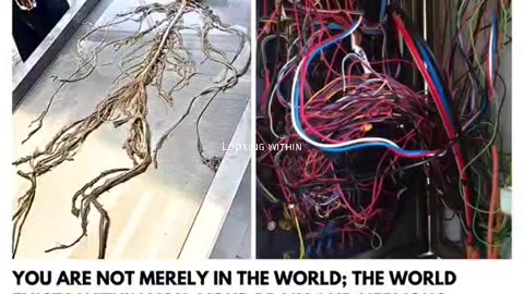 If You Flip The Human Nervous System Upside Down It Looks Like A Tree Growing From A Seed