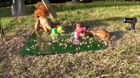 When A Squirrel Finds A Miniature Slinky This Is What Happens🐿️🥜🤣