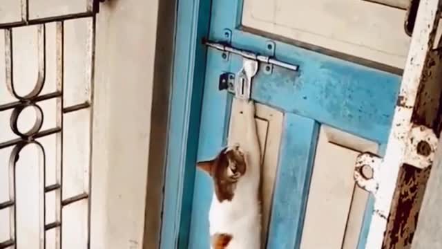 Funny Cat Knocking On Door Funny Animals Compilation 2023 Animals Funny Videos #shorts #animals