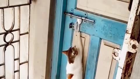 Funny Cat Knocking On Door Funny Animals Compilation 2023 Animals Funny Videos #shorts #animals