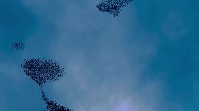 Awesome birds