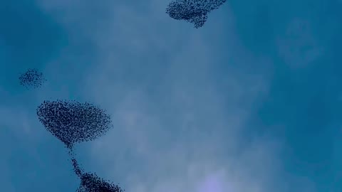 Awesome birds
