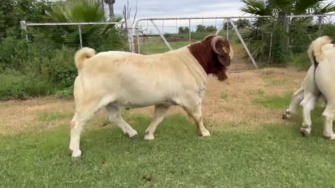 Boer Goats