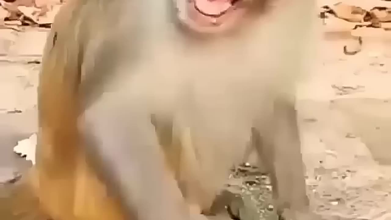 Funny monkey & Cute baby video