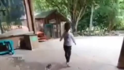 Funny animals, little girl vs giant spider