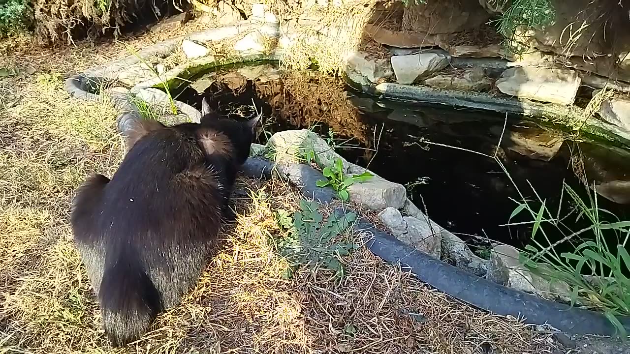 The cat is having lunch by the small pond😺🌼