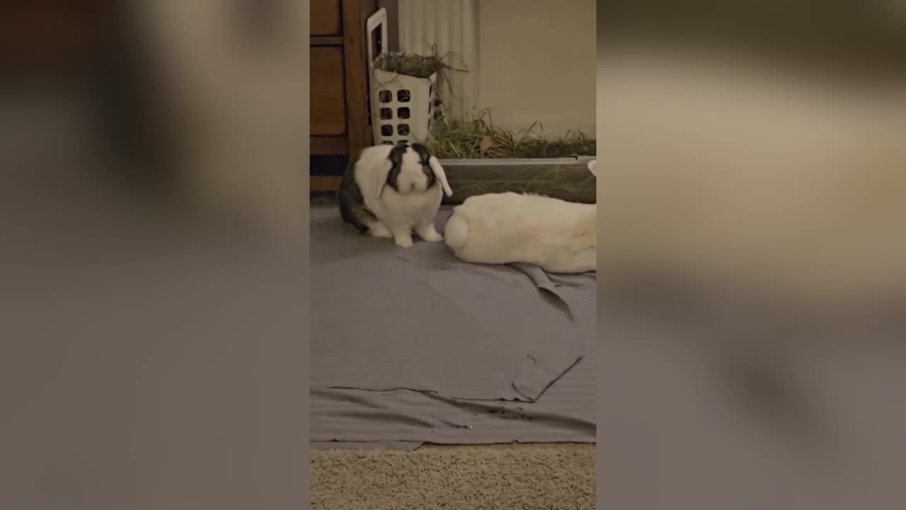 Very Intelligent Bunny 🐰