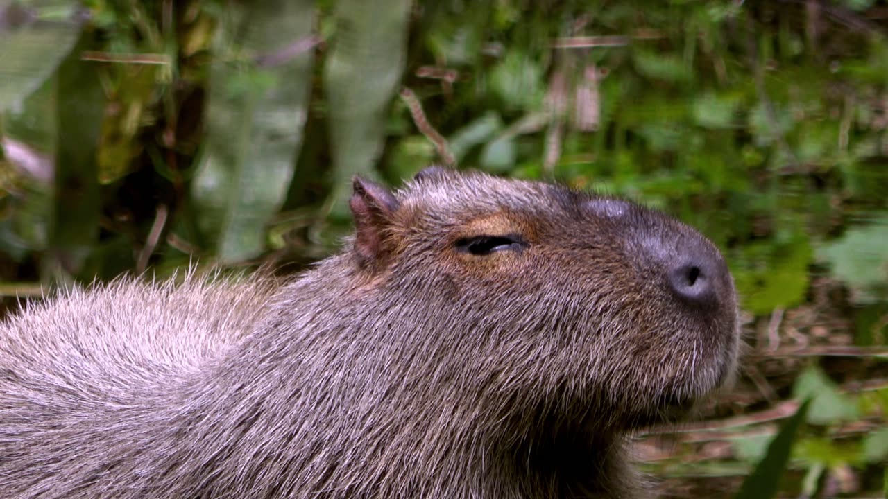 Meet the world's largest rodent up close