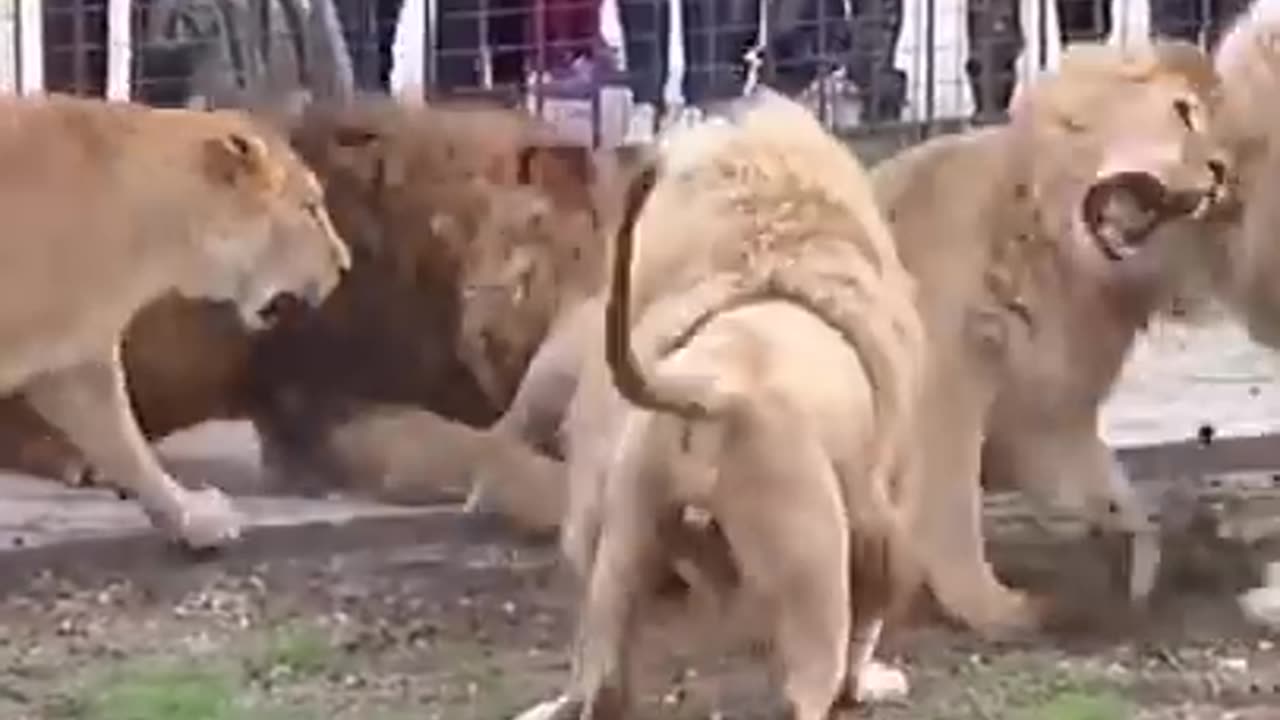 Lions vs tiger fighting video 😱