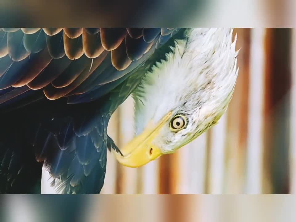 Remarkable Eagle