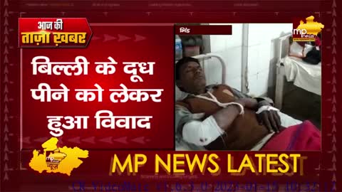 पालतू बिल्ली के दूध पीने पर जमकर चले लाठी डंडे, पुलिस ने दर्ज की शिकायत! MP NEWS