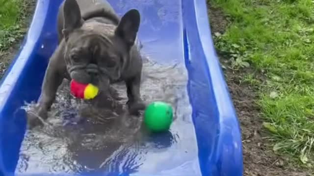 Epic Fetch Fail - Try Not To Laugh!