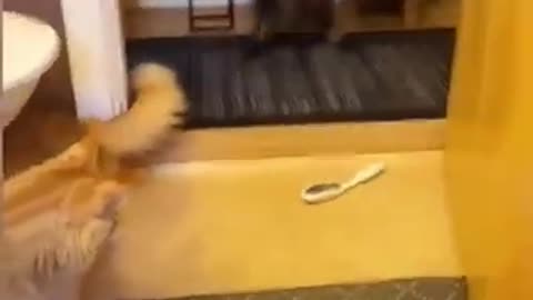Funny Cats and Dogs Compilation #4 - Best Funniest Animal Videos 2024🐶😸🎉