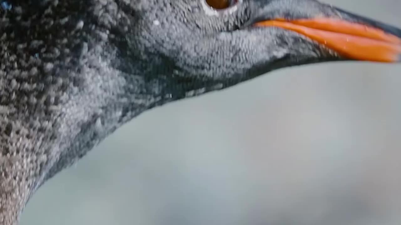 Wildlife with a natural perspective & funs