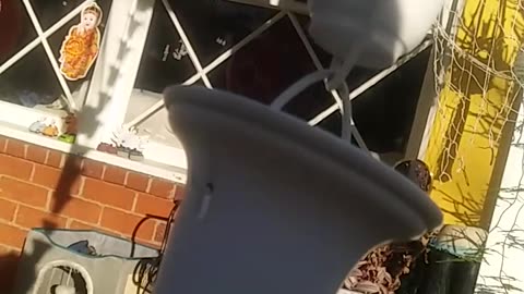 THIS BALL HAS BEEN IN THE BARREL FOR 3 DAYS.