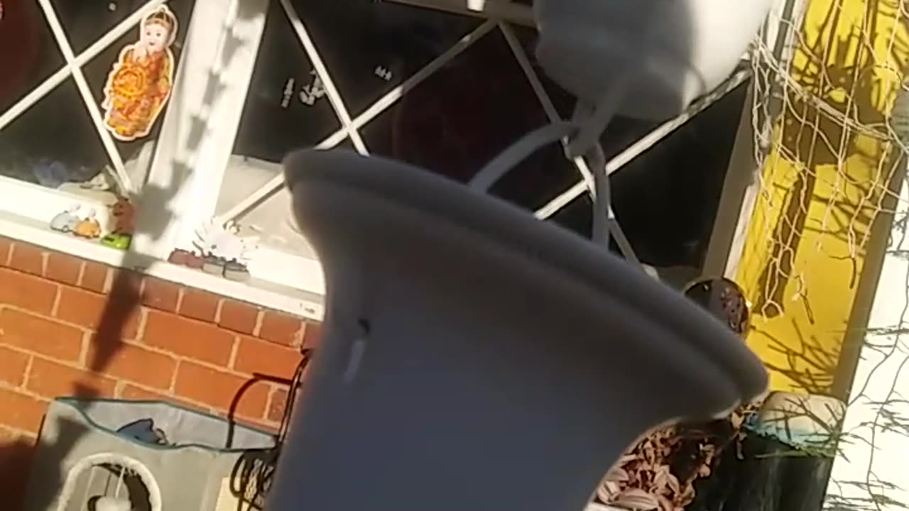 THIS BALL HAS BEEN IN THE BARREL FOR 3 DAYS.