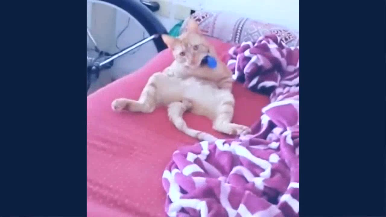 Funniest Animals 2023