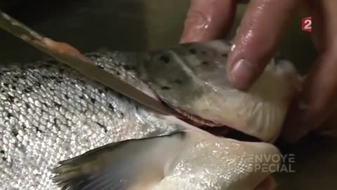 Cá Nuôi Kinh tế Môi trường và Sức khỏe