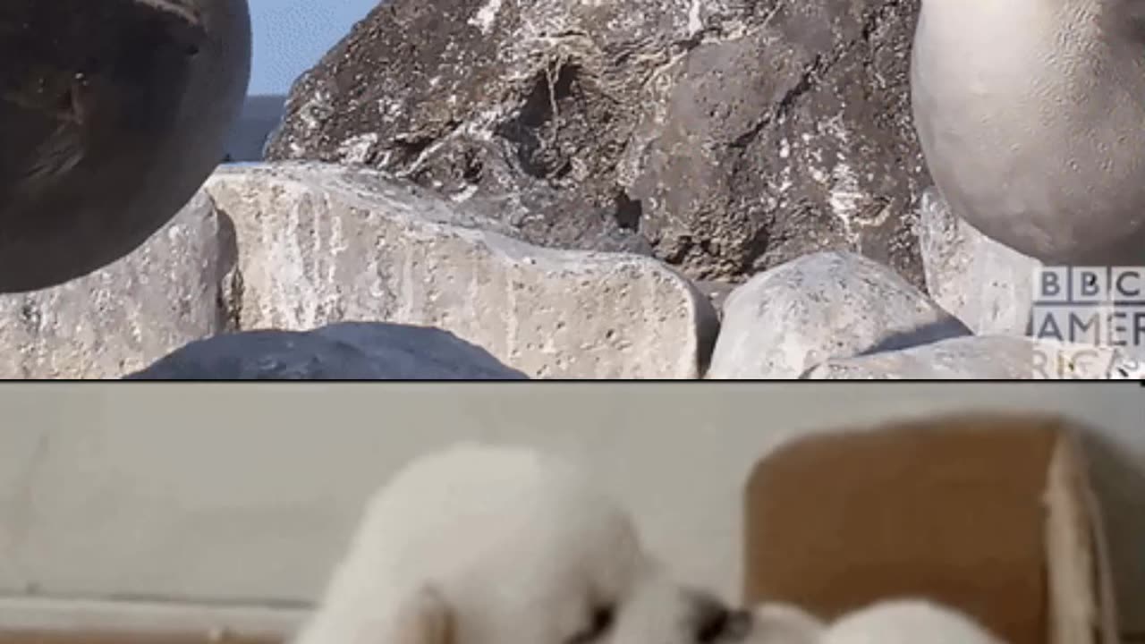 Kiss Me You Fool: Heartwarming Animal Affection With Cute Kissing Moments