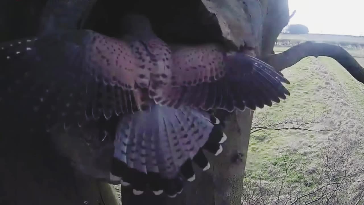 Falcão ataca coruja e se da mal