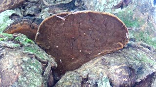 Mushrooms