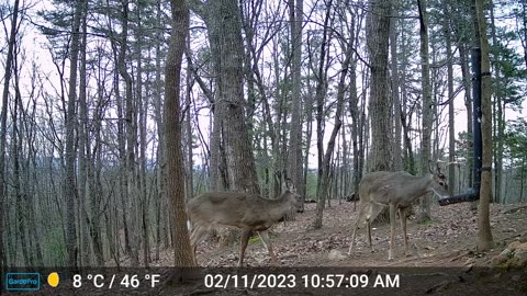 The Woods – 02/12/2023