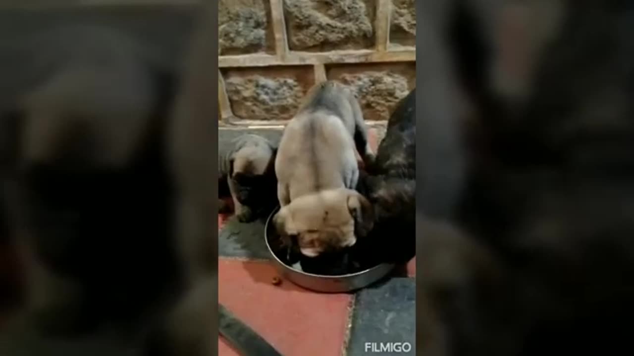 world of puppy🐶🐶 dogs india by almond
