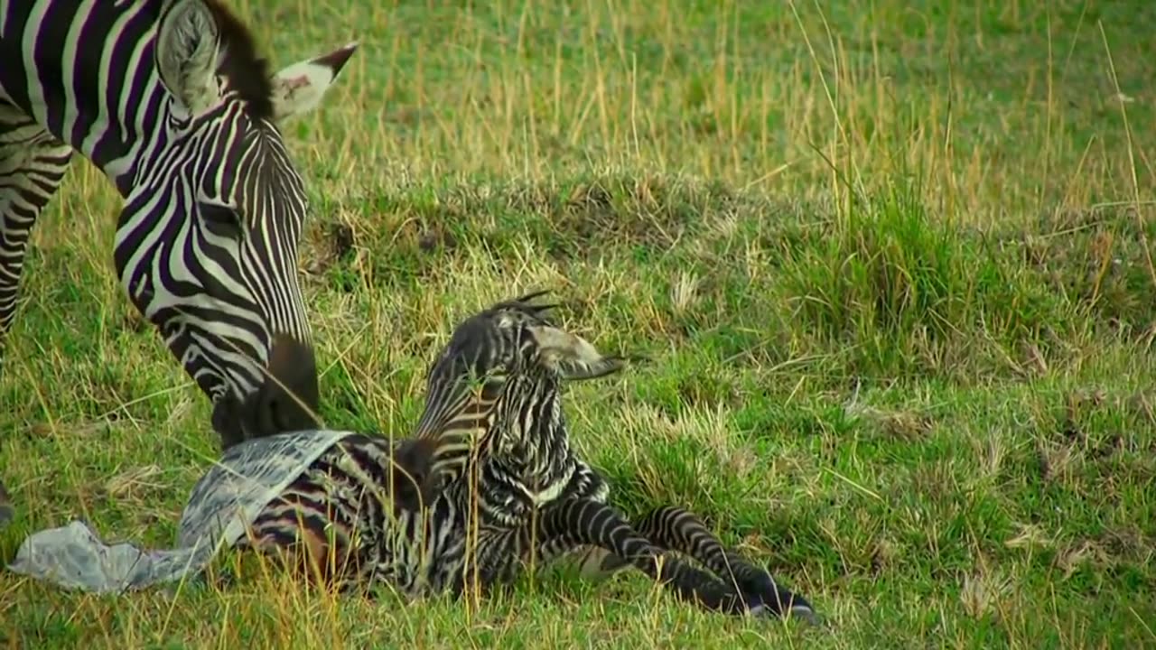 One more baby added in the family of zebras