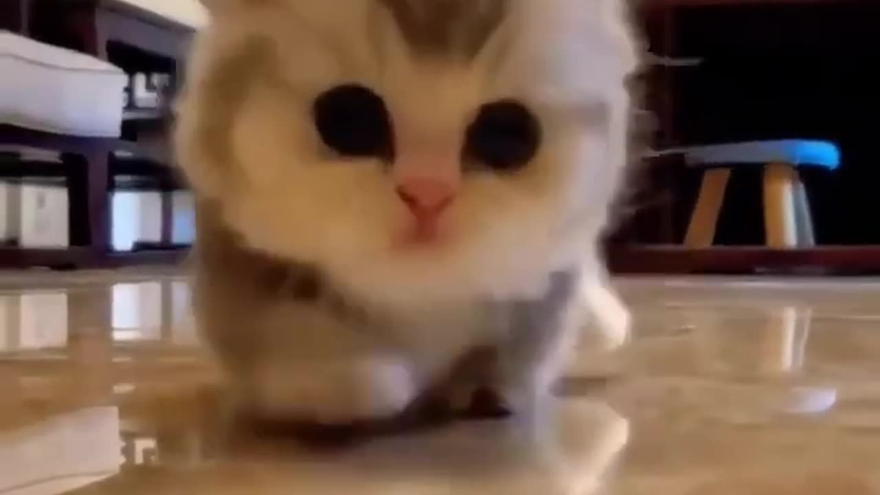 cats baby full enjoy funny