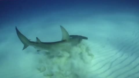 hammerhead shark attacks rais