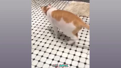 Funniest Animals 2023 😂 Funny Cats and Dogs 🐱🐶 | Funny Animal Videos 2023